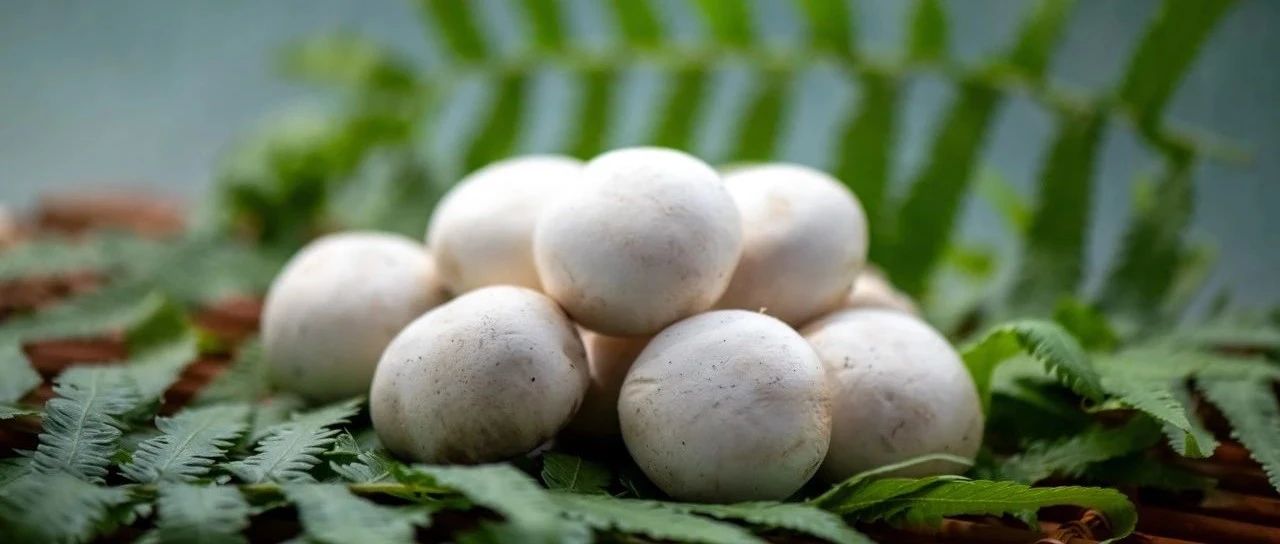 一颗白蘑菇年销5亿的“财富密码”!江苏裕灌9月亮相SIAL西雅展